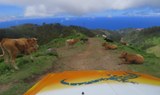 animals along the way - Madeira tour