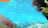 Ibiza underwater for snorkeling