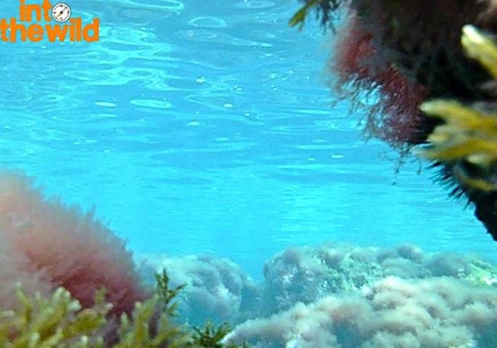 Ibiza underwater for snorkeling
