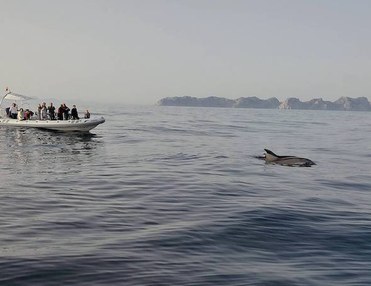Coast, Sunrise and Dolphins Boat Tour Mallorca