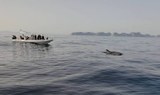 Dolphin spotting Mallorca.jpg