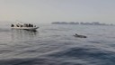 Dolphin spotting Mallorca.jpg