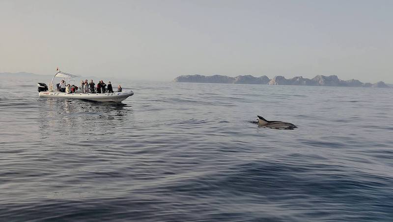 Dolphin spotting Mallorca.jpg
