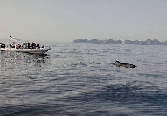 Dolphin spotting Mallorca.jpg