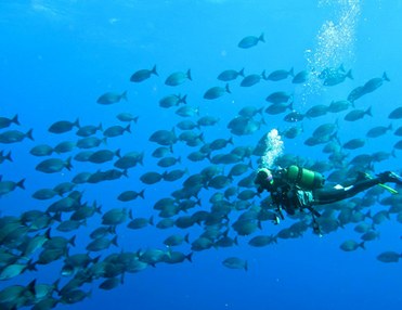 Diving package 5 night and 8 dives