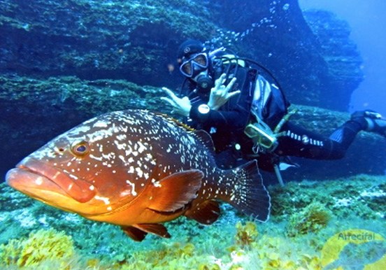 El Hierro diving - underwater fish