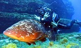 El Hierro diving - underwater fish