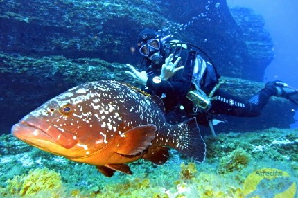 El Hierro diving - underwater fish
