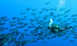 El Hierro diving - wall of fish
