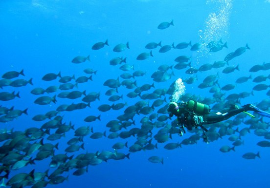 El Hierro diving - wall of fish