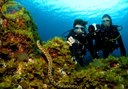 Amazing underwater diving in El Hierro