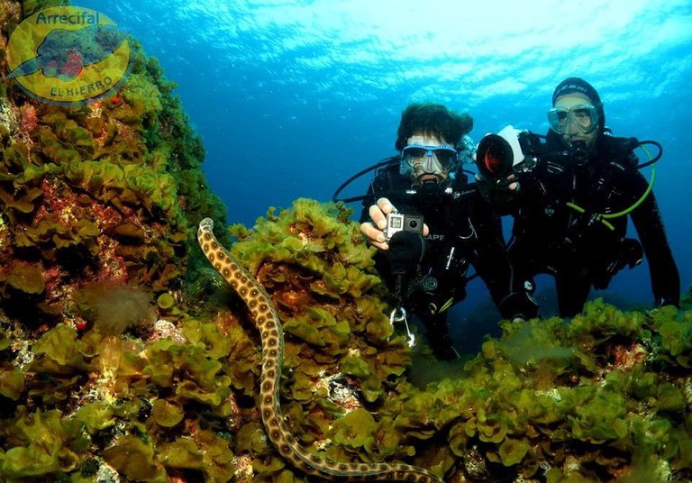 Amazing underwater diving in El Hierro