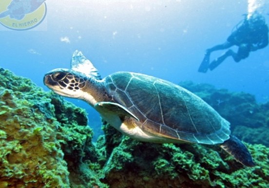 Diving in El Hierro - Turtles
