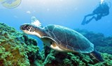 Diving in El Hierro - Turtles