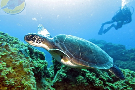Diving in El Hierro - Turtles