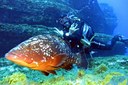 Diving in El Hierro underwater creatures