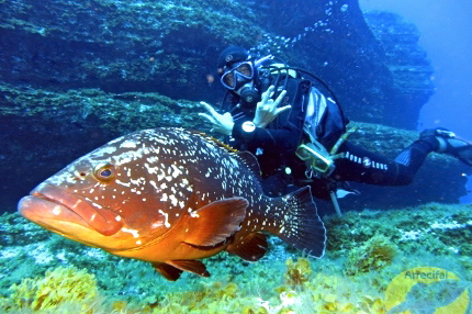 Diving in El Hierro underwater creatures