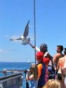 Eagle feeding onboard catamaran.jpg