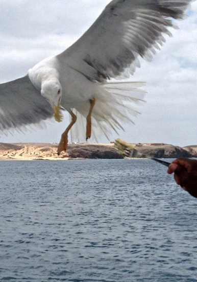 Eagle feeding onboard Catlanza.jpg