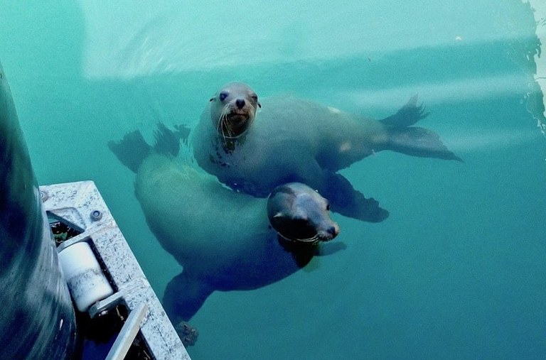 Curios sea lions Fuerteventura.jpg