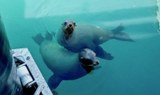 Curios sea lions Fuerteventura.jpg