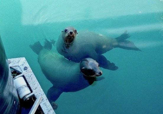 Curios sea lions Fuerteventura.jpg
