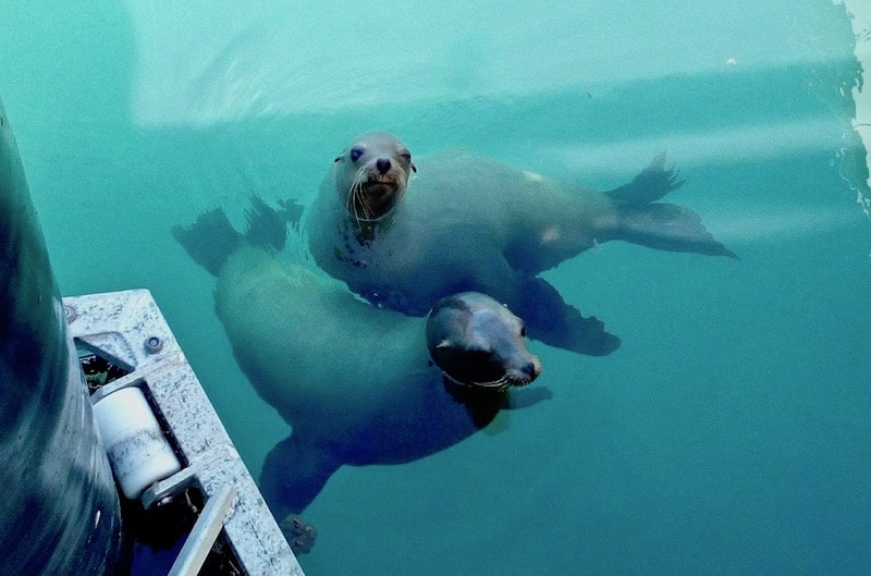 Curios sea lions Fuerteventura.jpg