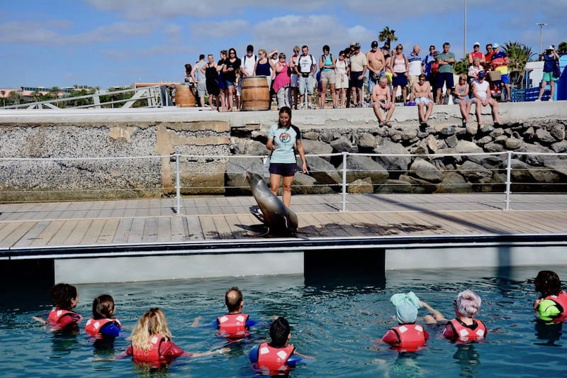 Sea lion experience Fuerteventura.jpg