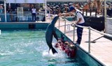 sea lion jumping Caleta de Fuste.jpg