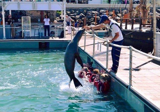 sea lion jumping Caleta de Fuste.jpg