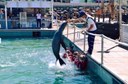 sea lion jumping Caleta de Fuste.jpg