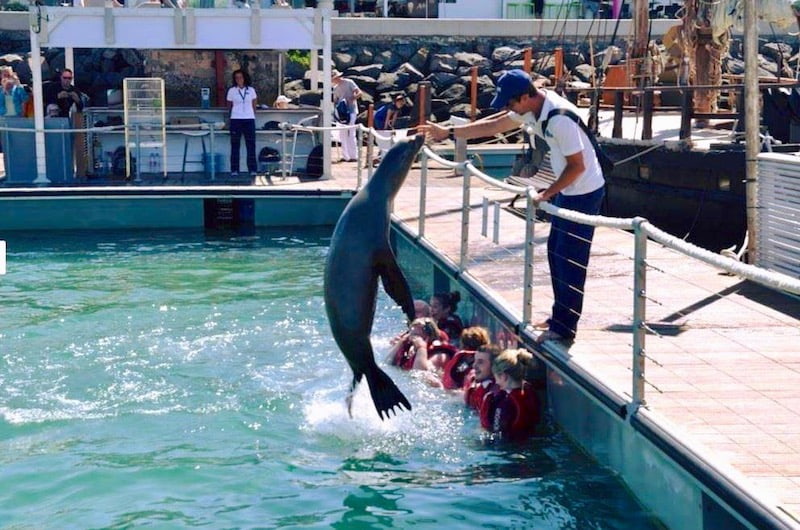 sea lion jumping Caleta de Fuste.jpg