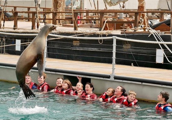 Sea lion leaping onto the air.jpg