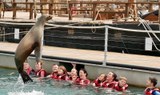 Sea lion leaping onto the air.jpg
