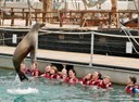 Sea lion leaping onto the air.jpg