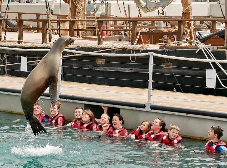 Sea lion leaping onto the air.jpg