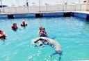 Swimming and playing with sea lions.jpg