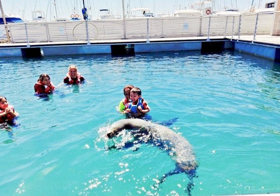 Swimming and playing with sea lions.jpg