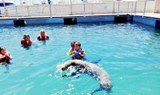 Swimming and playing with sea lions.jpg