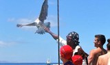 Eagle feeding onboard catamaran.jpg
