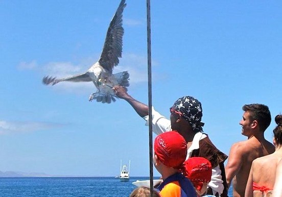 Eagle feeding onboard catamaran.jpg