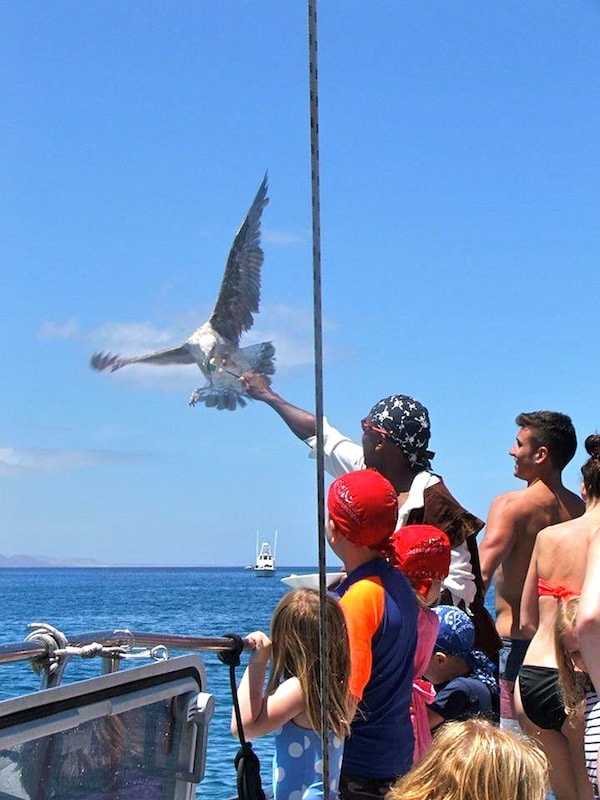Eagle feeding onboard catamaran.jpg