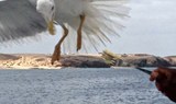 Eagle feeding onboard Catlanza.jpg