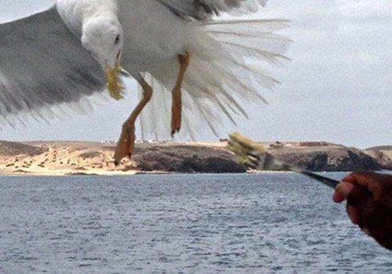 Eagle feeding onboard Catlanza.jpg