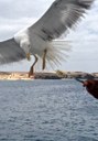 Eagle feeding onboard Catlanza.jpg