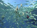 Fish feeding and snorkeling isla lobos-min.jpg