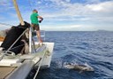 Catamaran private sailing marine life watching