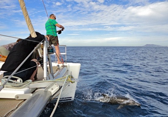 Catamaran private sailing marine life watching