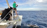 Catamaran private sailing marine life watching