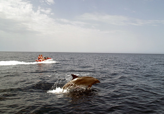 dolphin in Fuerteventura jetski tour